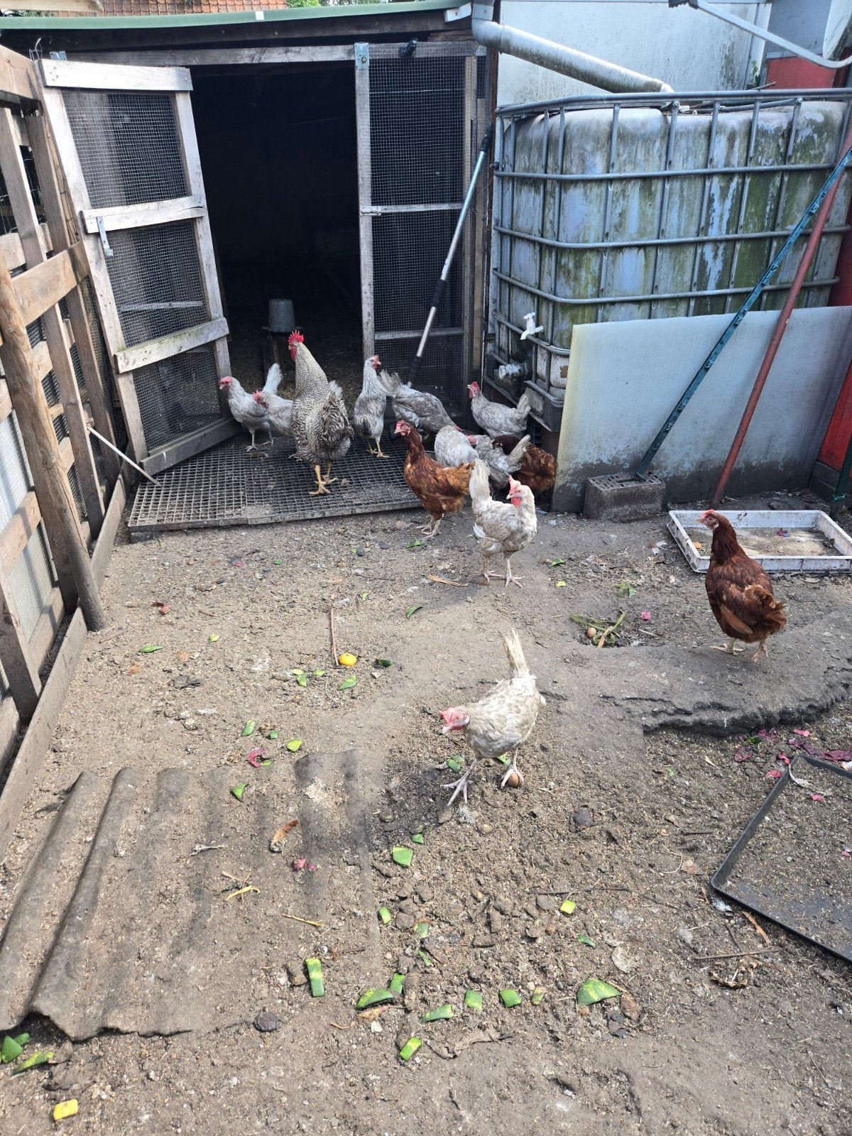 Eiren kippen  legkip ales te koop  stop hoppi, Dieren en Toebehoren, Pluimvee