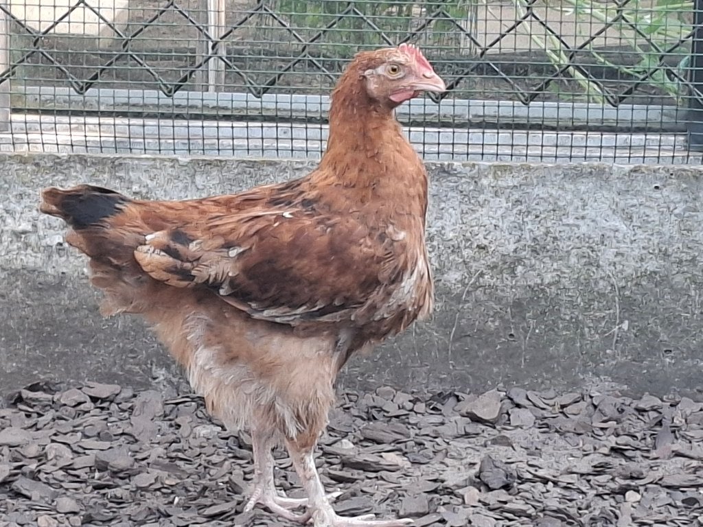 Marans haan 3, Mâle, Poule ou poulet