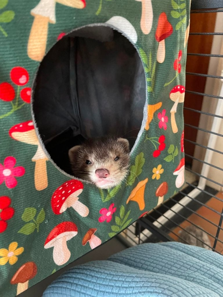 2 fretjes zoeken familie, Animaux & Accessoires, Rongeurs, Mai, Mâle, Furet