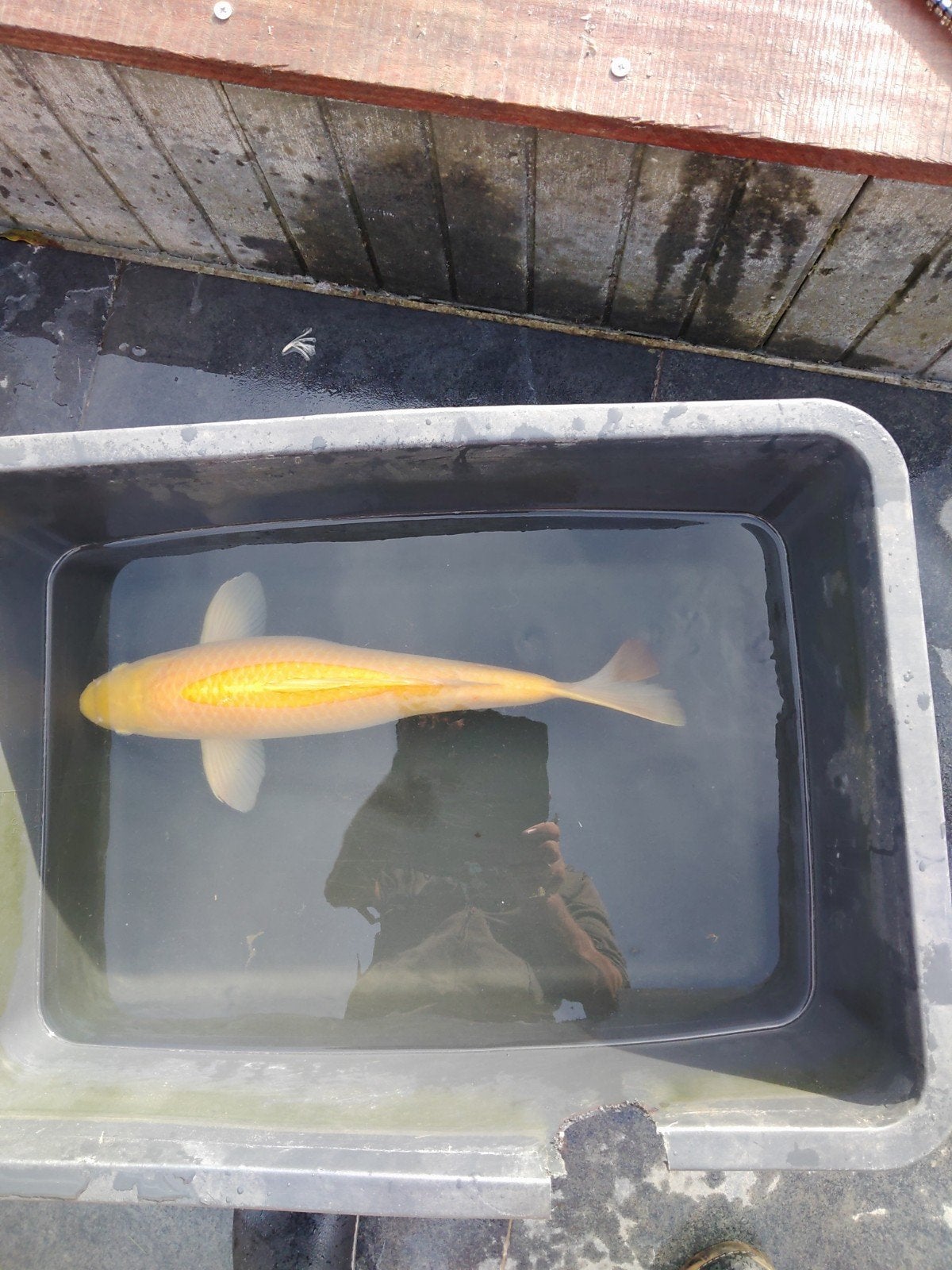 koi, Karper of Koi