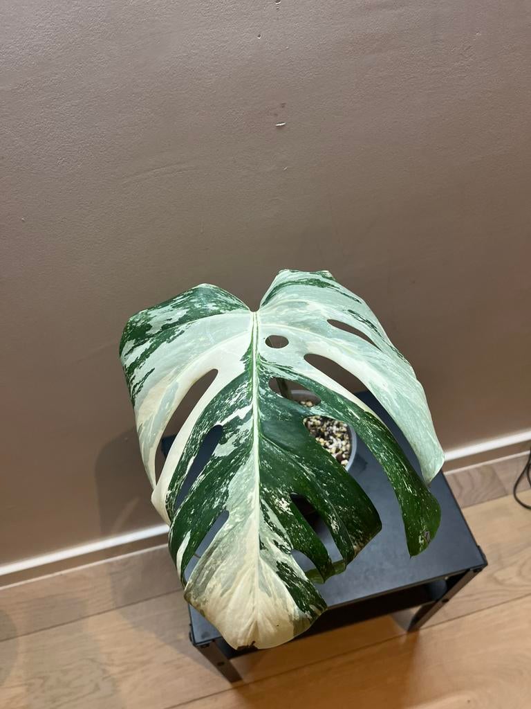 Monstera Deliciosa Albo Variegata, Ophalen of Verzenden