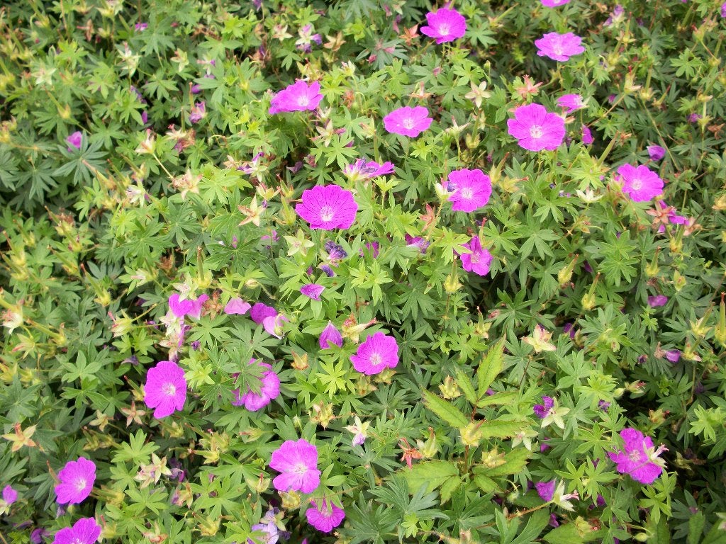 Geranium Sanguineum 'Alan Bloom' en andere, Jardin & Terrasse, Plein soleil, Enlèvement, Plante fixe, Été