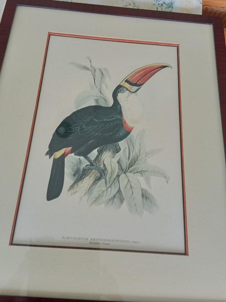 Ingelijste Print Toucan, Huis en Inrichting, Woonaccessoires | Lijsten, Ophalen, Overige materialen, Zo goed als nieuw, 75 cm of meer