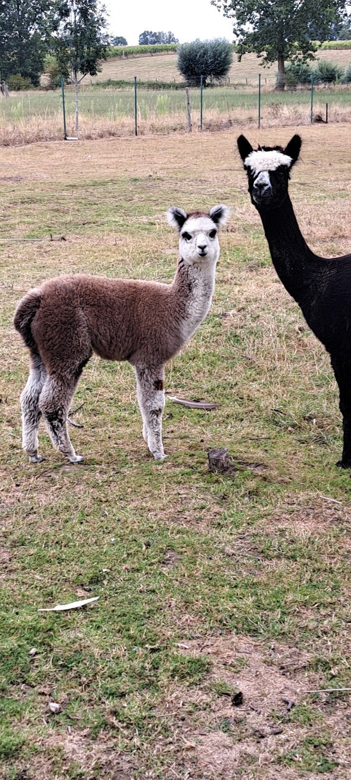 alpaca hengst, Dieren en Toebehoren, Overige Dieren, Juni, Mannelijk