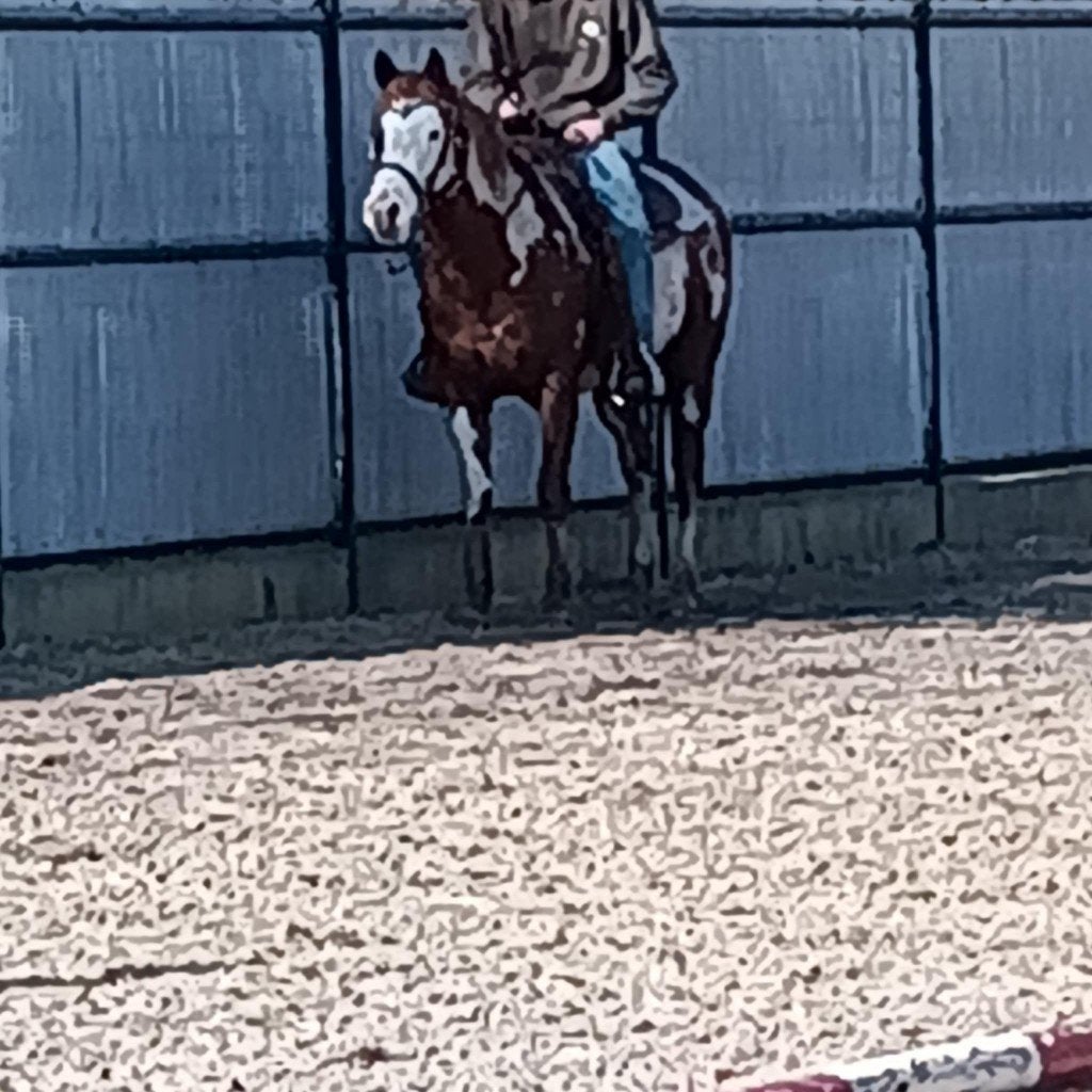 sorrel overo paint hengst, Dieren en Toebehoren, Paarden, Minder dan 160 cm, Met stamboom, 3 tot 6 jaar, Westernpaard