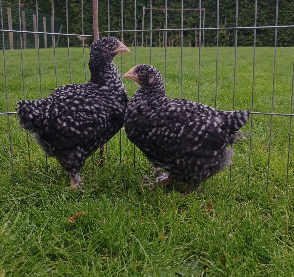 Mechelse koekoek hen/ hennen/ hennentje te koop, Dieren en Toebehoren, Vrouwelijk, Kip