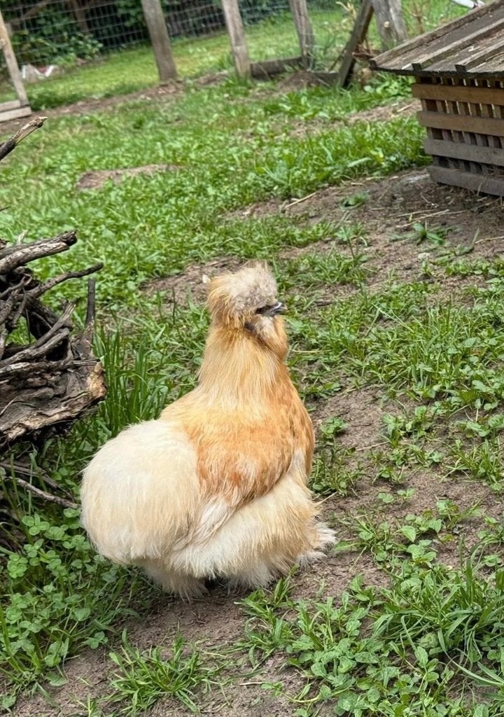 Zijdehoen, Dieren en Toebehoren, Pluimvee, Vrouwelijk