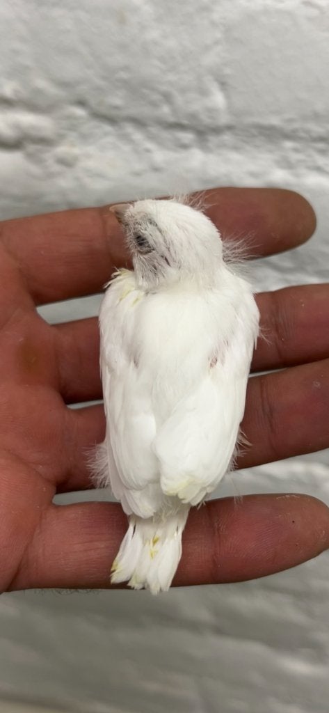 Canaris en lot Normandie France, Plusieurs animaux, Canari chanteur