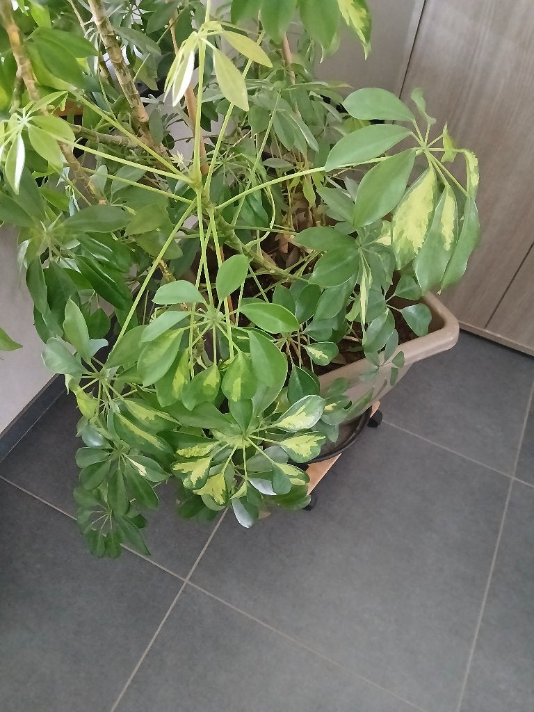 Mooie vingersboom 2 meter hoog, Huis en Inrichting, Ophalen, Overige soorten, Halfschaduw, In pot