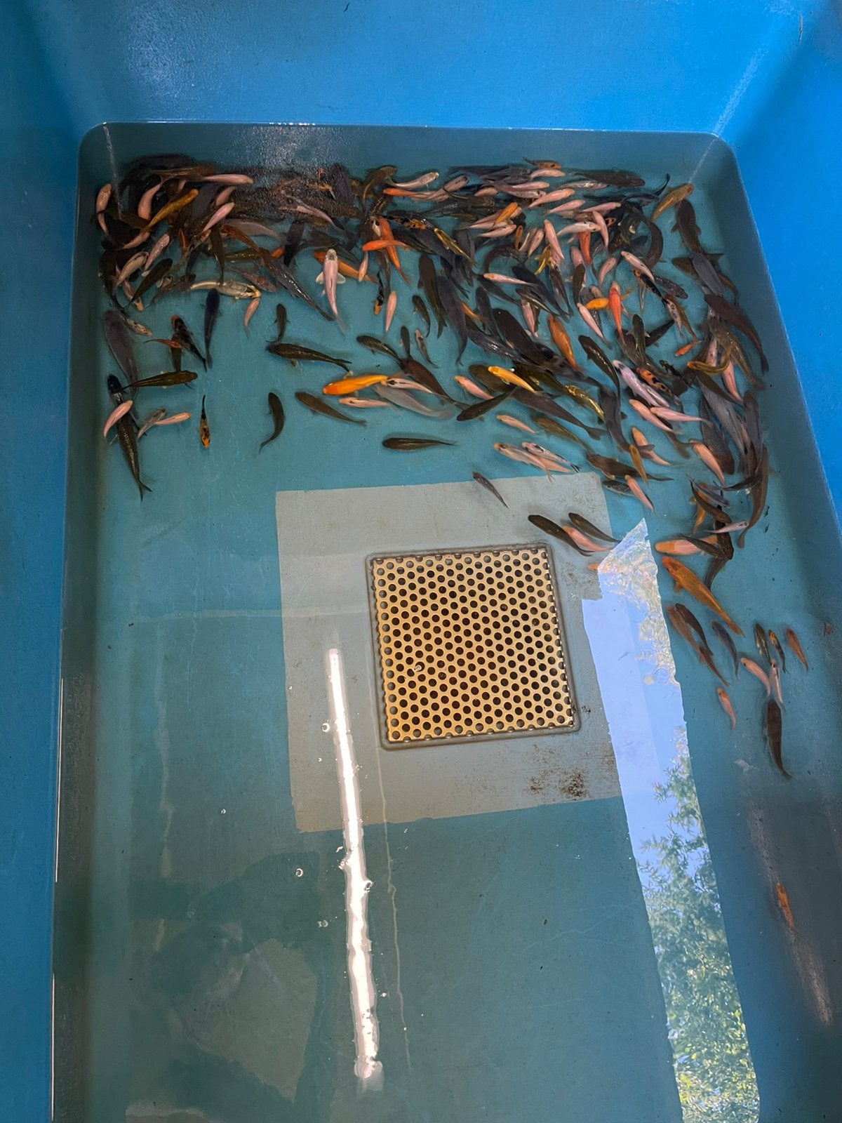 Jonge koi’s