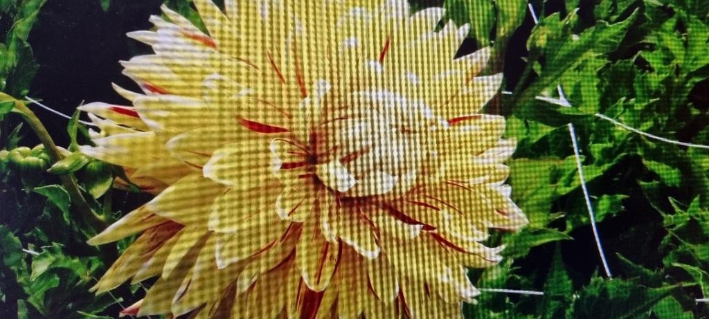 Dahlia, Tuin en Terras, Bloembollen en Zaden, Ophalen of Verzenden, Voorjaar, Volle zon, Knol