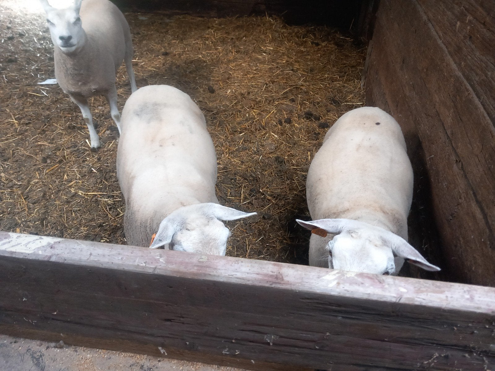 3 jaarling ooien Franse texel te koop, Dieren en Toebehoren