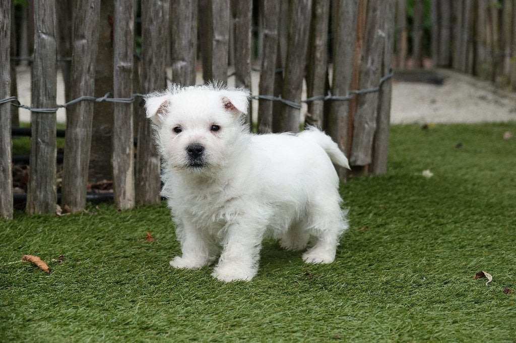 Prachtige West Highland White Terriër (Westie), Parvo, België, Overige rassen, 8 tot 15 weken