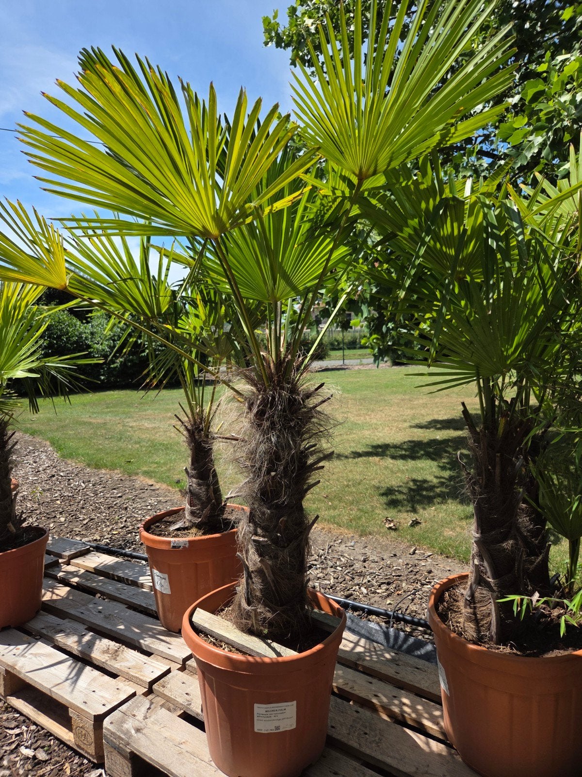 Palmboom Trachycarpus Wagnerianus, Tuin en Terras, Planten | Bomen, Ophalen, Palmboom