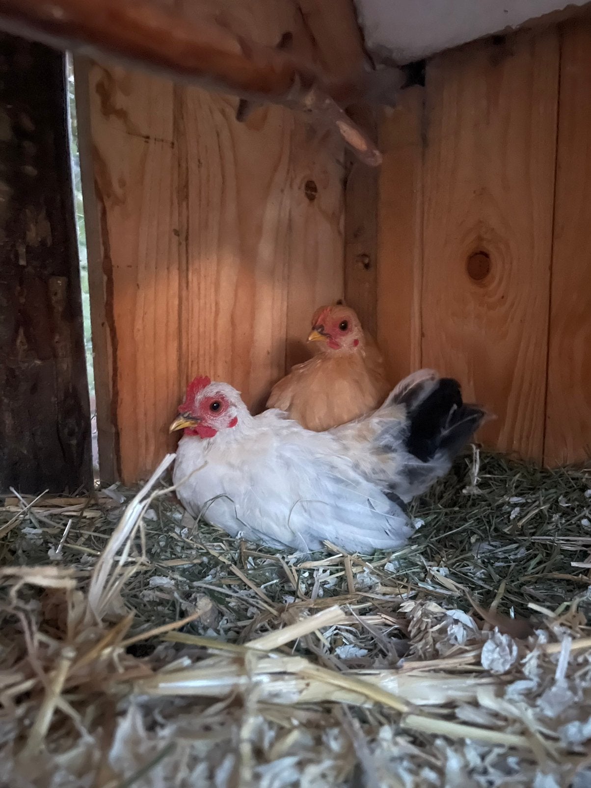 Kuikentjes, Femelle, Poule ou poulet