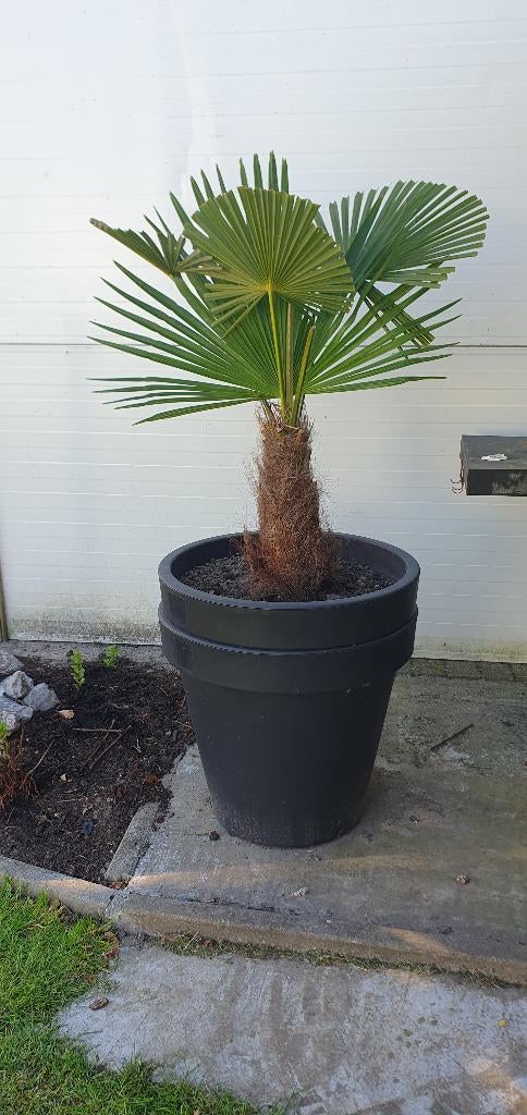 Palmboom, Enlèvement, En pot, Palmier
