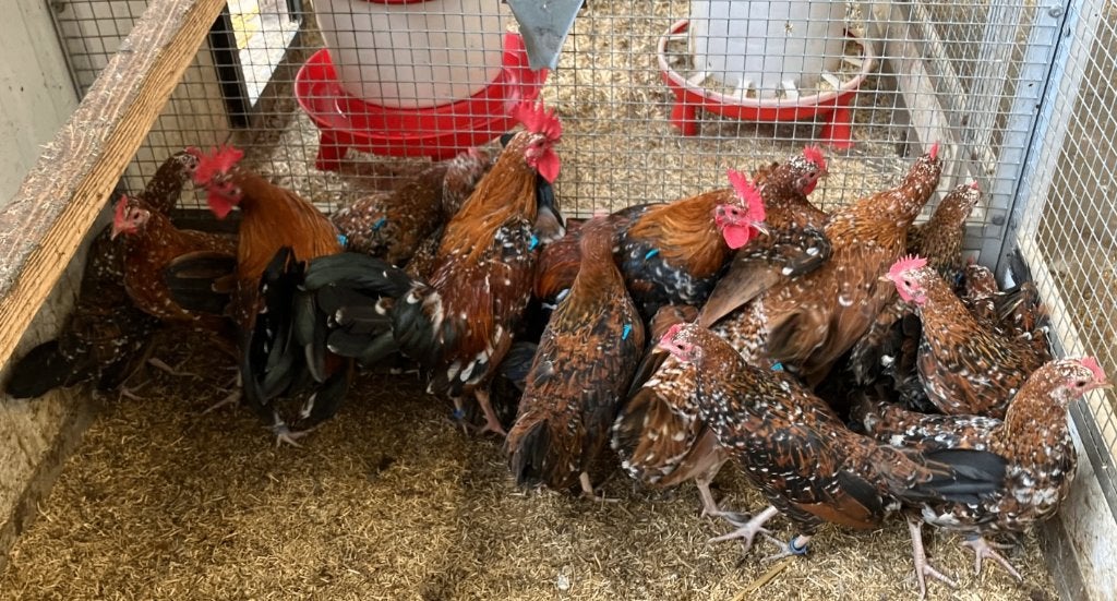 11 gezonde legkippen (gratis), Meerdere dieren, Kip