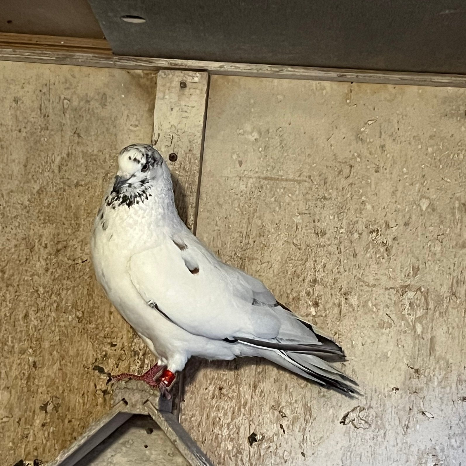 Iraanse duiven, Dieren en Toebehoren, Vogels | Overige Vogels