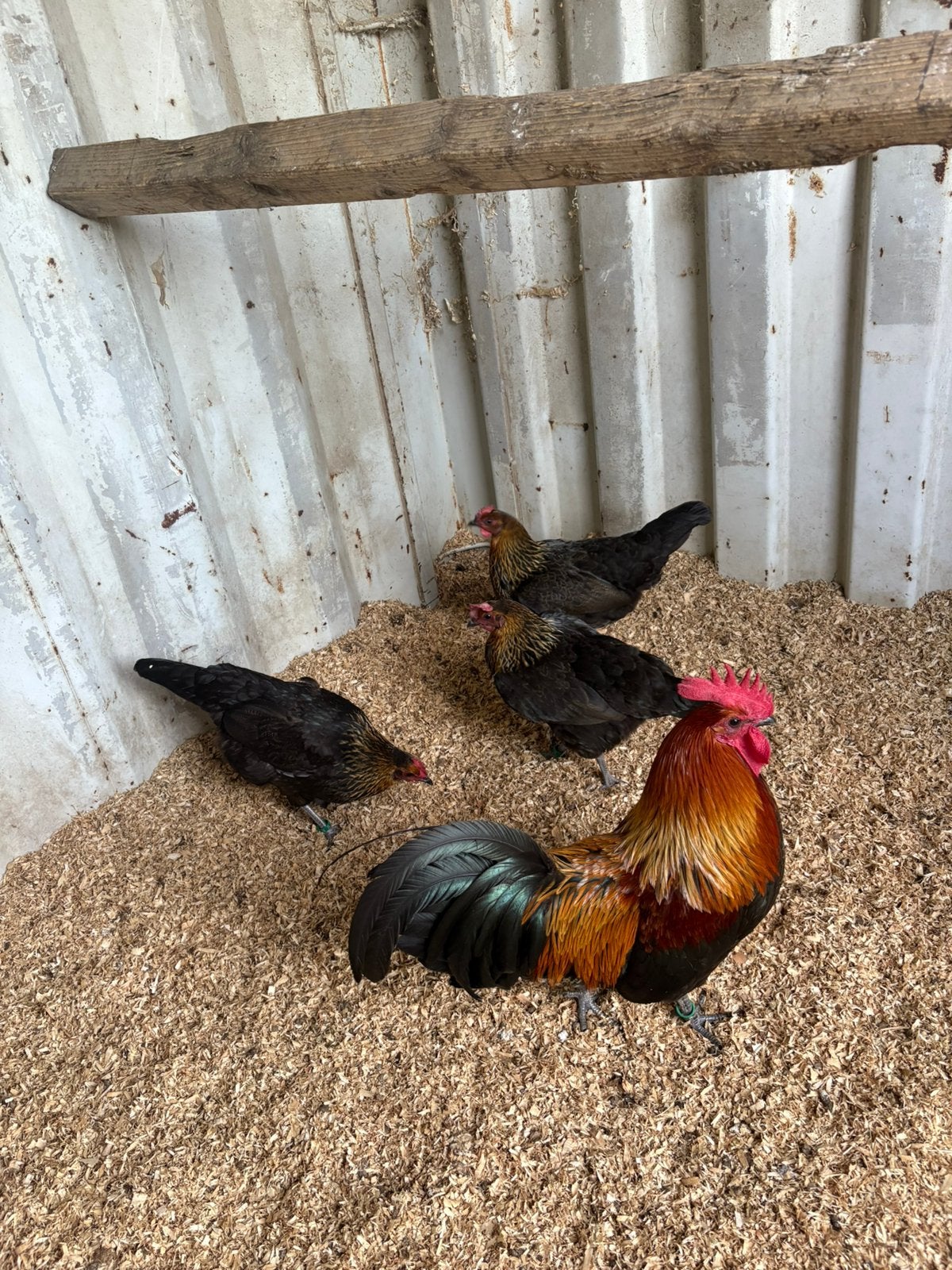 3 poules et 1 coq Ardenaisse noir camaille dorée, Animaux & Accessoires, Enlèvement
