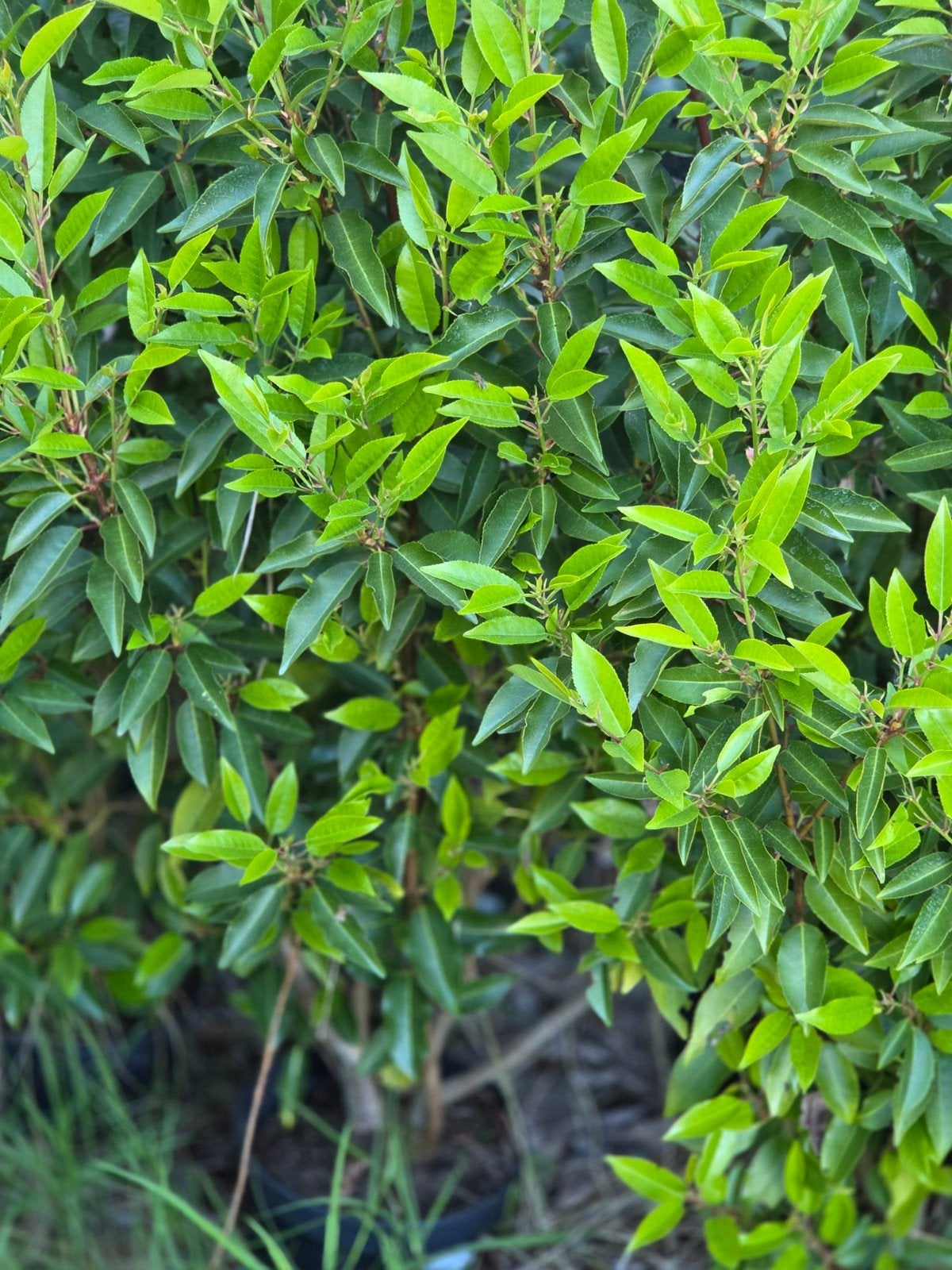 Portugese laurierhaag potgekweekt uitverkoop!, Tuin en Terras, Planten | Struiken en Hagen, Ophalen of Verzenden