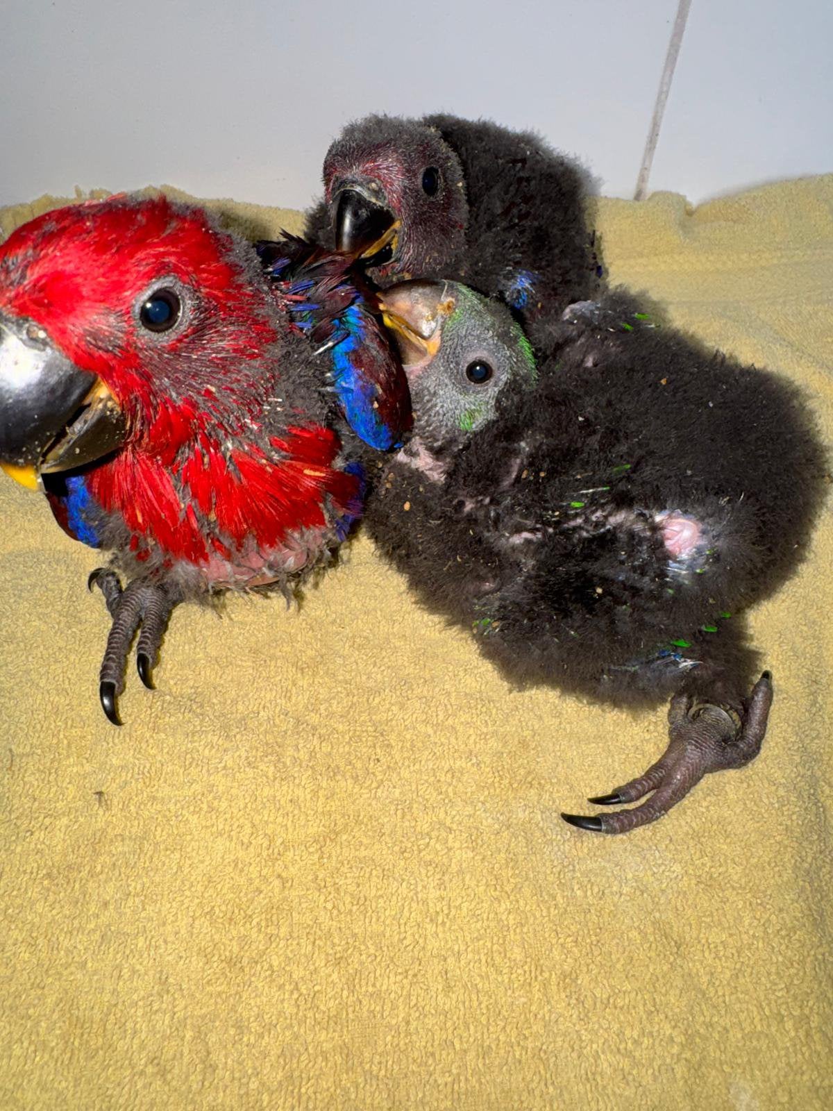 Edelpapagaai, Dieren en Toebehoren, Geringd