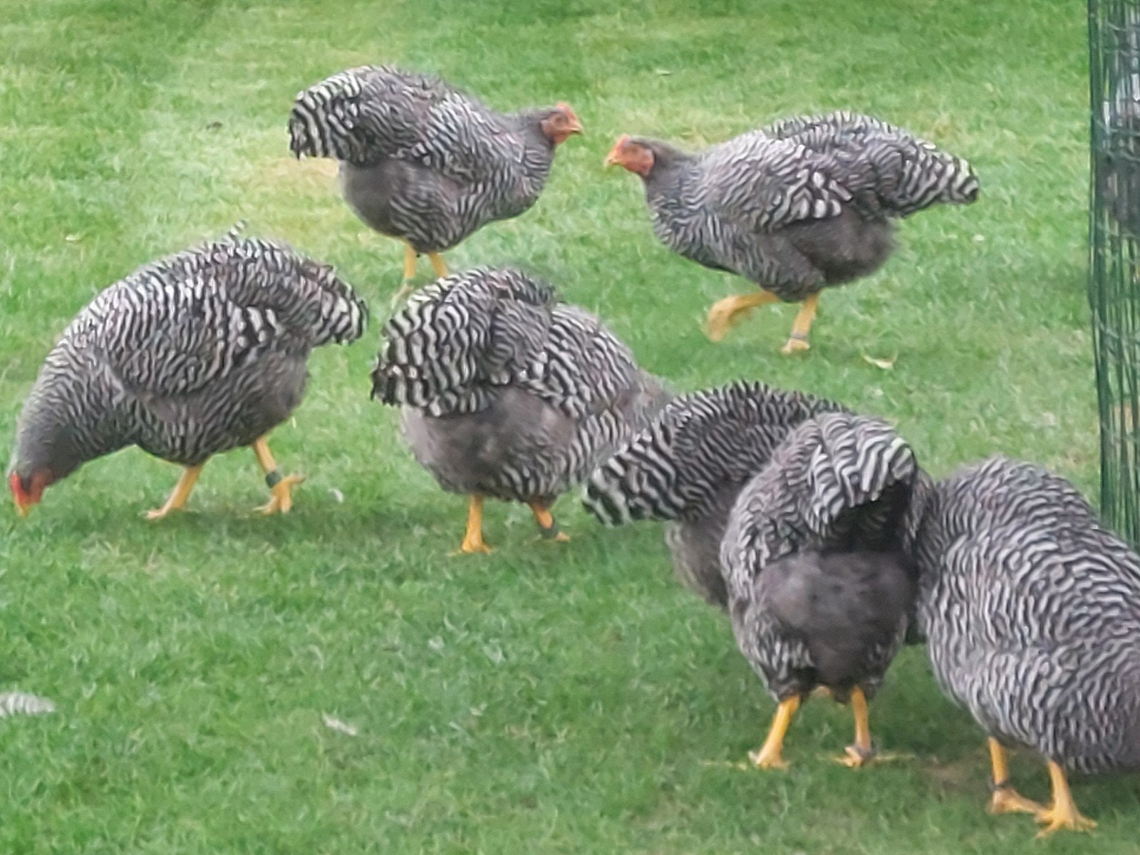 Amrock hennen en hanen, Dieren en Toebehoren, Meerdere dieren, Kip