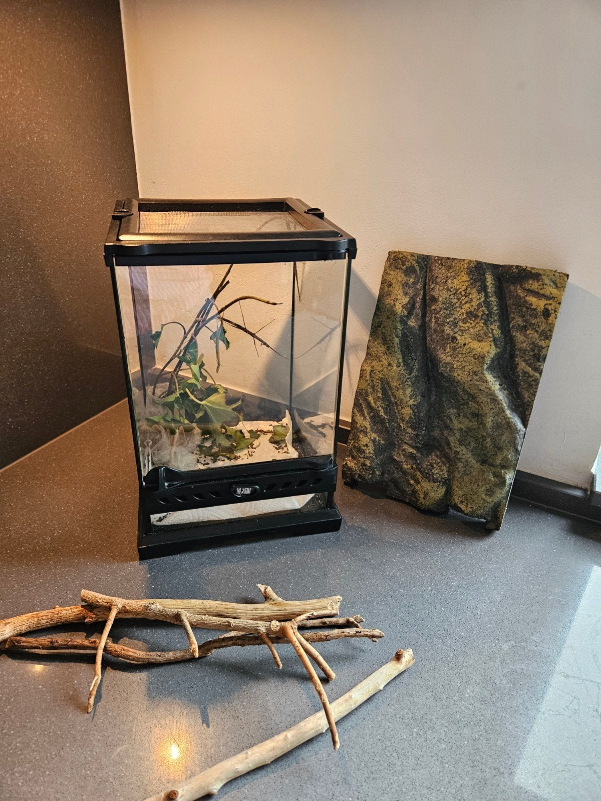 terrarium (met gratis wandelende takken), Dieren en Toebehoren, Ophalen, Gebruikt, Terrarium of Paludarium