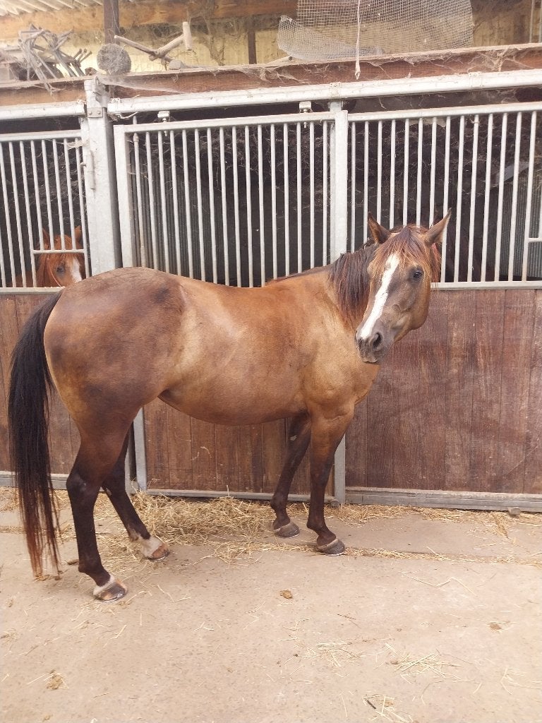 Pony, Dieren en Toebehoren, Zadelmak, 3 tot 6 jaar, Recreatiepony, D pony (1.37m tot 1.48m)
