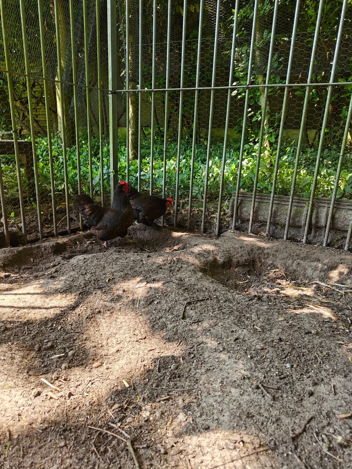 Twee zwarte krielhennetjes en kriel haan. 1.5 jaar., Dieren en Toebehoren
