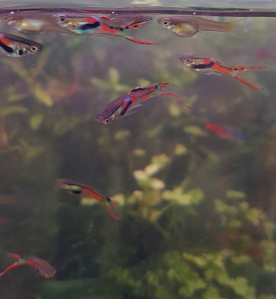endler guppies, Dieren en Toebehoren, Vis, Zoetwatervis