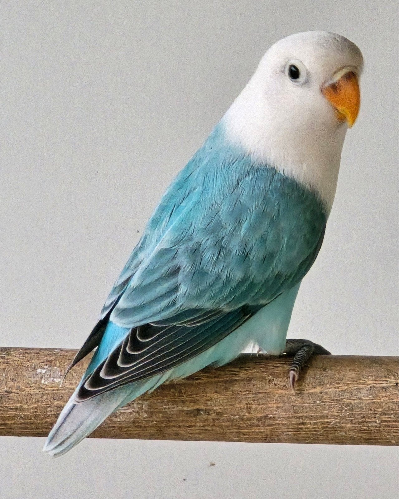 2 Blauwe Opaline Fischeri 2026, Geslacht onbekend, Dwergpapegaai of Agapornis, Geringd