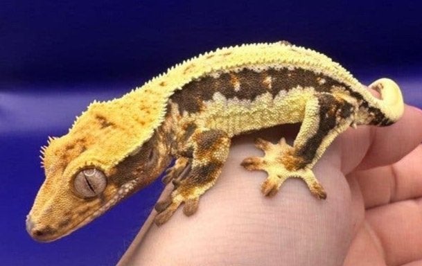 Beurs Houten Sale ! Gecko pour cils 1.0 LW (Waffle 05), Animaux & Accessoires, Reptiles & Amphibiens, Autres espèces, 0 à 2 ans