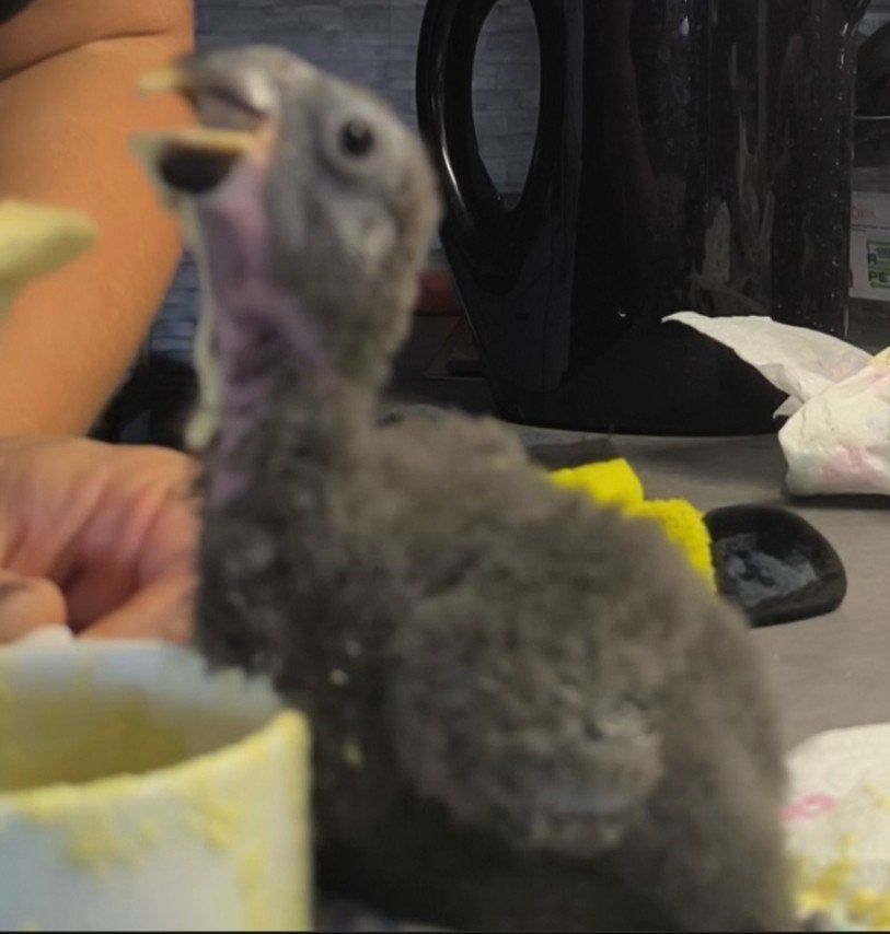 Jonge edelpapegaai man handopfok, Animaux & Accessoires, Oiseaux | Perruches & Perroquets