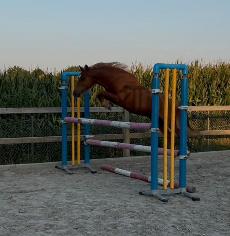 Mooie 4-jarige BRP ruin  allround pony met topafstamming, Poney C (1.27 m à 1.37m), Hongre, Débourré, Avec pedigree