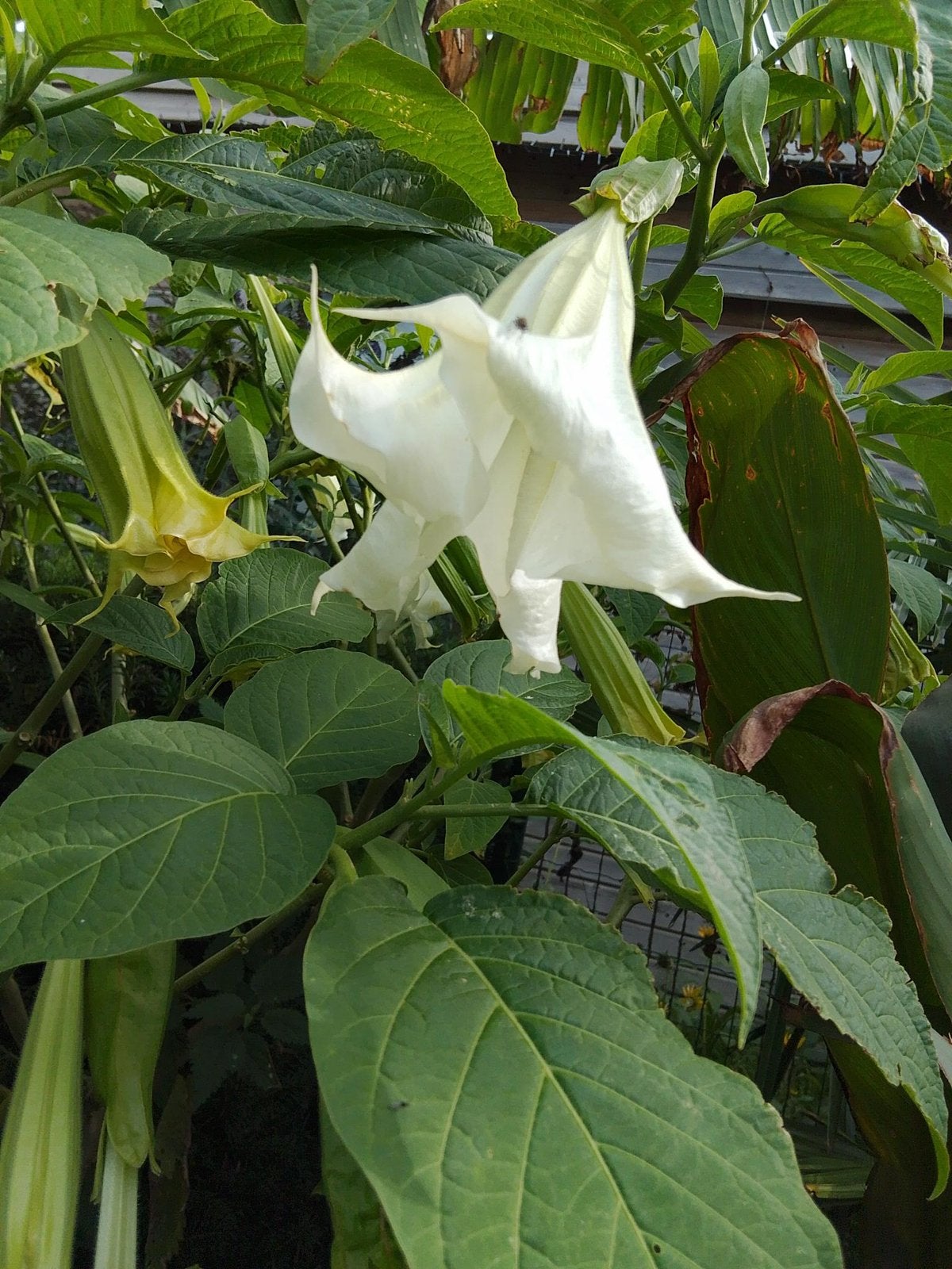 Brugmansia, Tuin en Terras, Ophalen