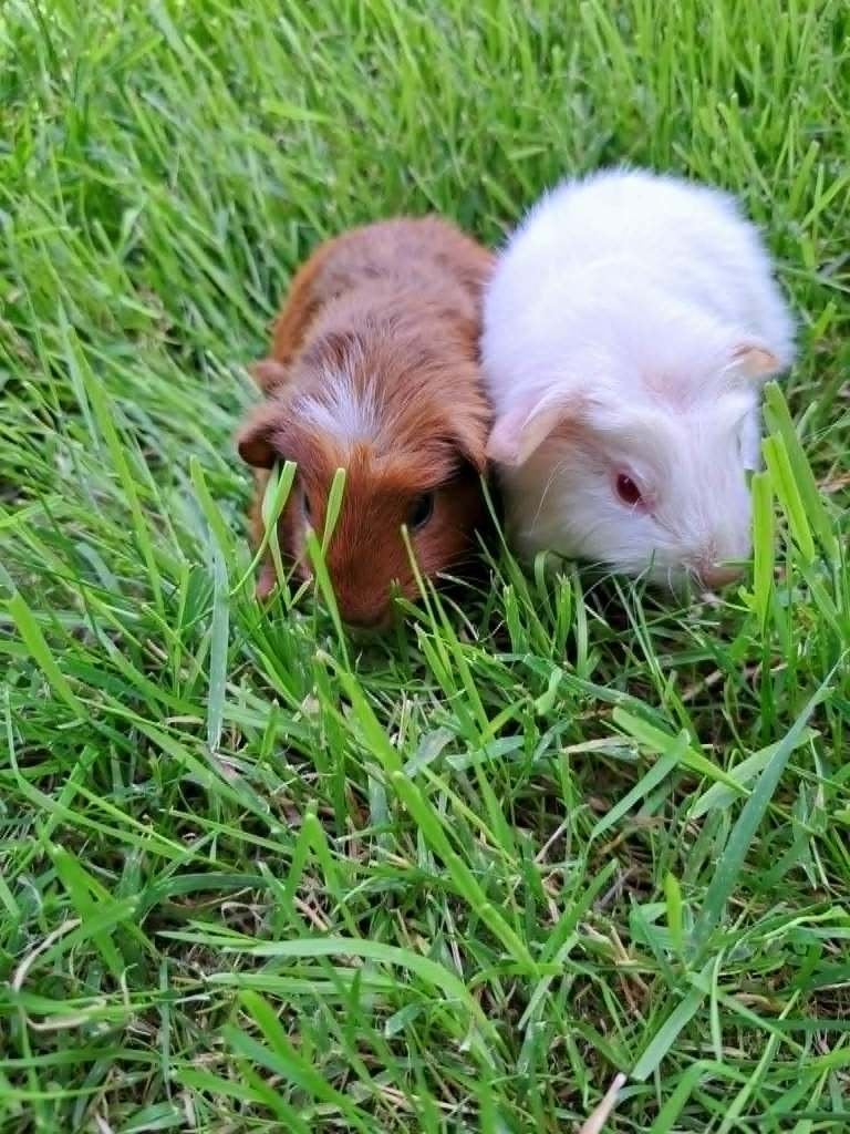 Cavia Duo - Zeugjes, Dieren en Toebehoren, Knaagdieren, Cavia, Juni, Vrouwelijk, Tam