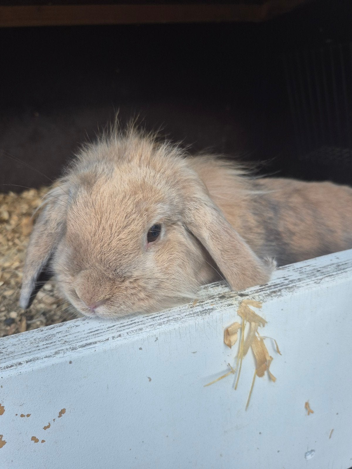 Verschillende minilop konijntjes, Meerdere dieren, Dwerg, Hangoor, 0 tot 2 jaar