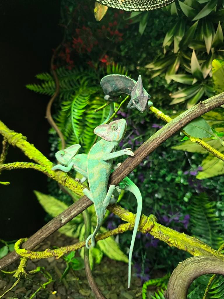 Prachtige jemen kameleons, 4.5 maanden oud., Dieren en Toebehoren, Reptielen en Amfibieën, Amfibie