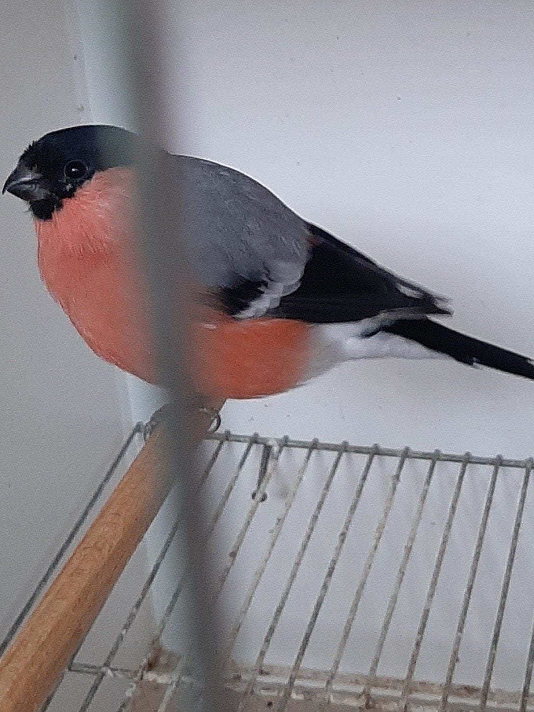 Noorse goudvink man van 2026, Dieren en Toebehoren