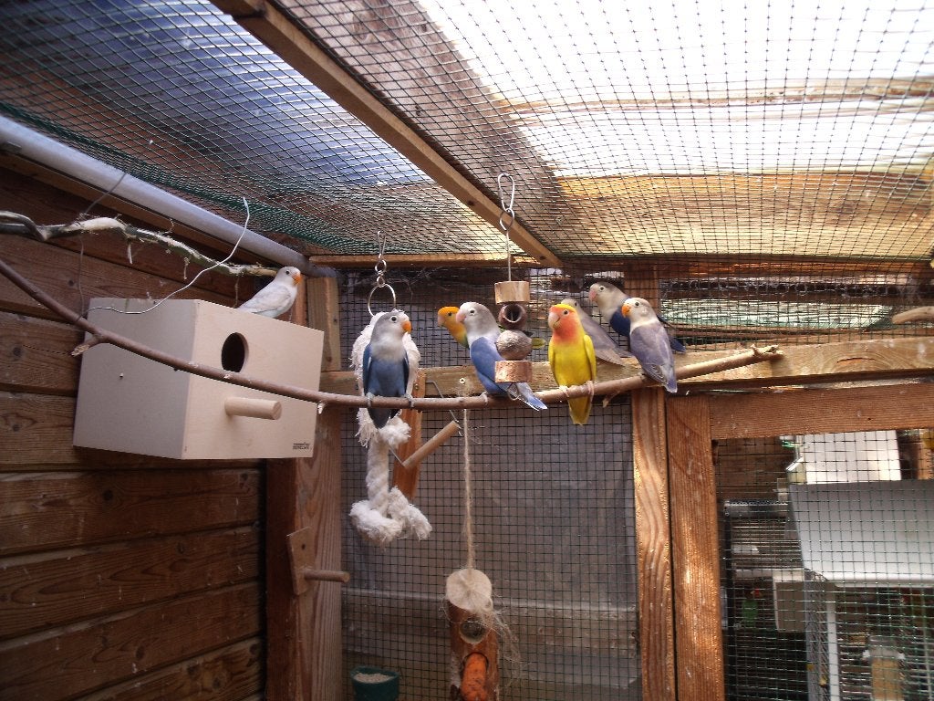 agapornissen, Dieren en Toebehoren, Vogels | Kanaries