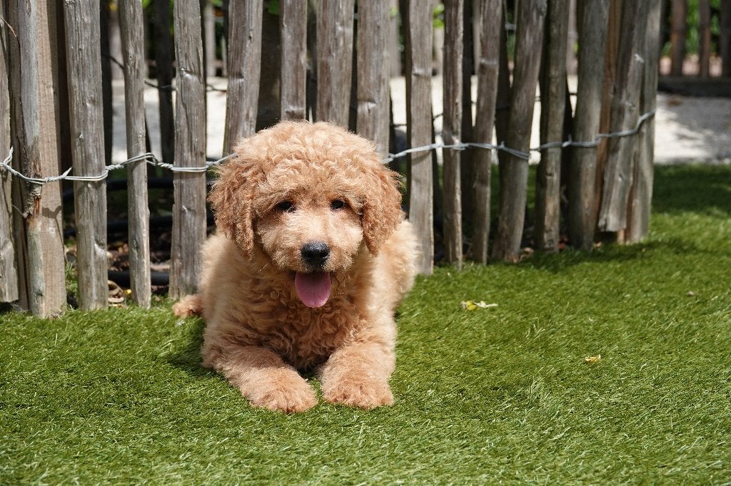 Prachtige abrikoze medium Labradoodle pups, met stamboom, Dieren en Toebehoren, Honden | Retrievers, Spaniëls en Waterhonden, België