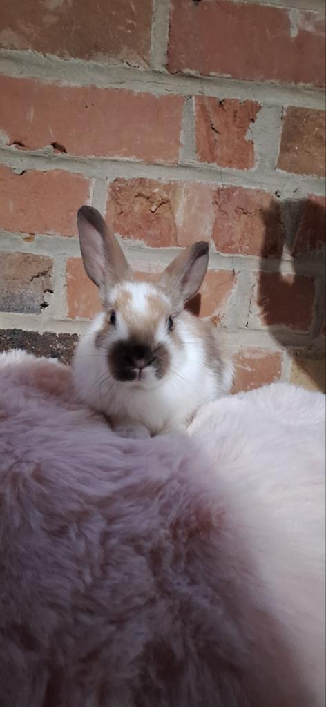 Lieve konijntjes, Dieren en Toebehoren, Konijnen