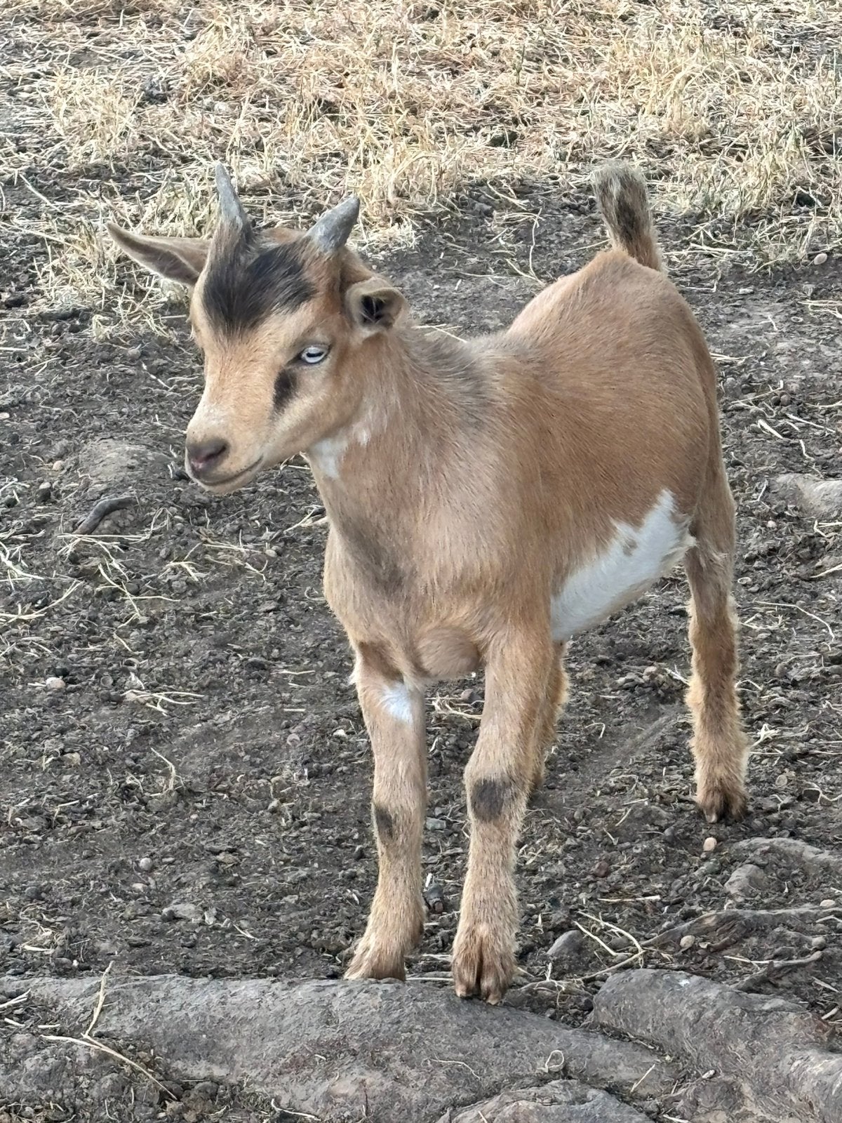 Bokjes met blauwe ogen, Dieren en Toebehoren, Schapen, Geiten en Varkens, Mannelijk, Geit, 0 tot 2 jaar
