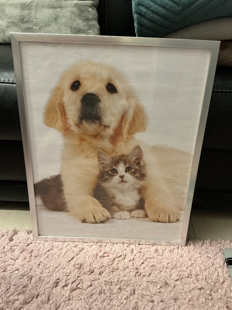 Poster kat en hond + kader, Enlèvement