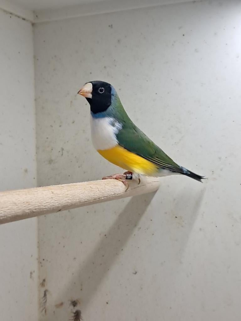 Gouldamadine, Mâle, Oiseau tropical, Bagué