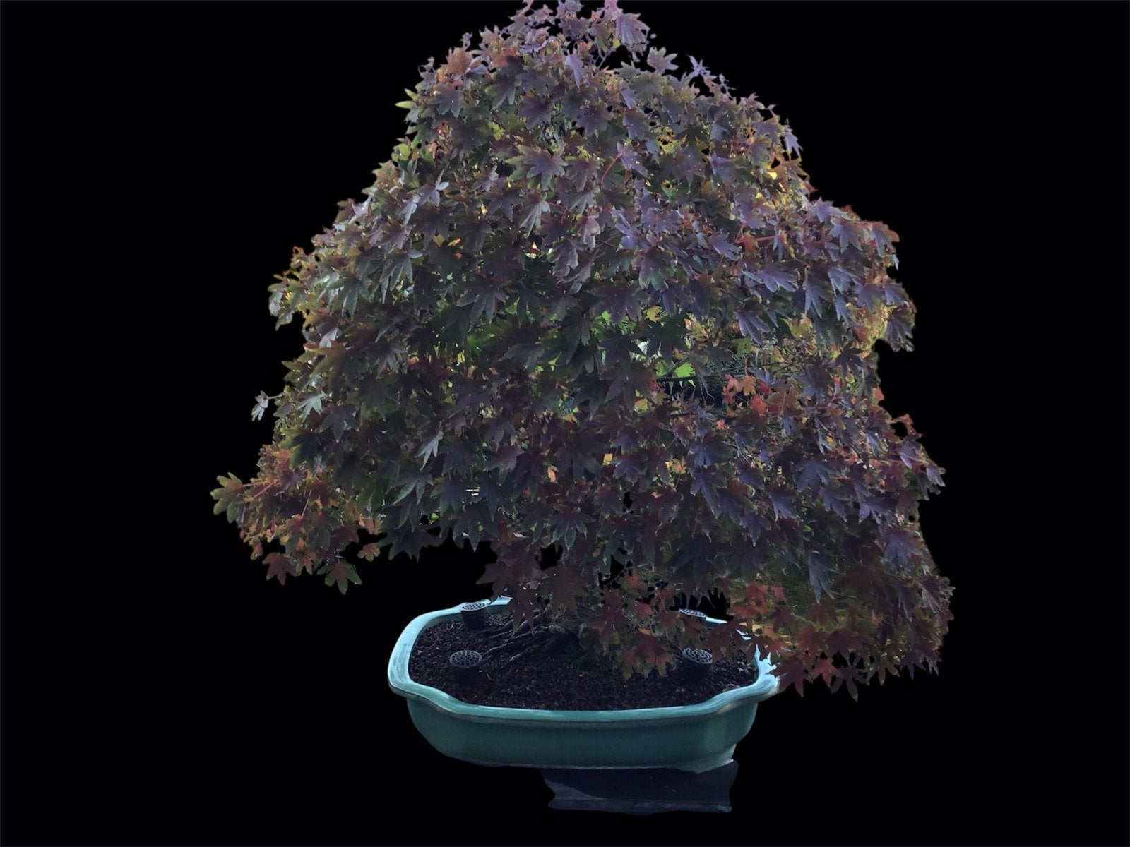 Bonsai Acer Palmatum, Jardin & Terrasse, Enlèvement