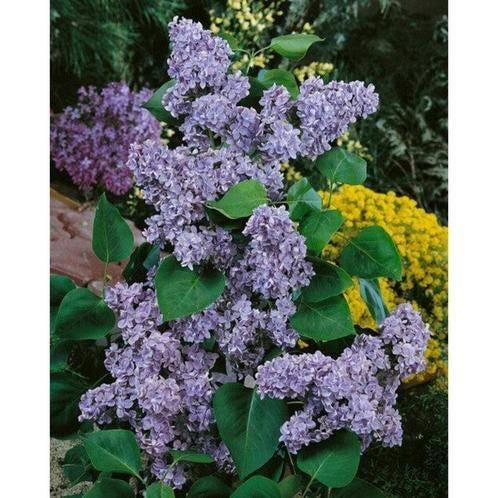 Lilas mauve, Enlèvement