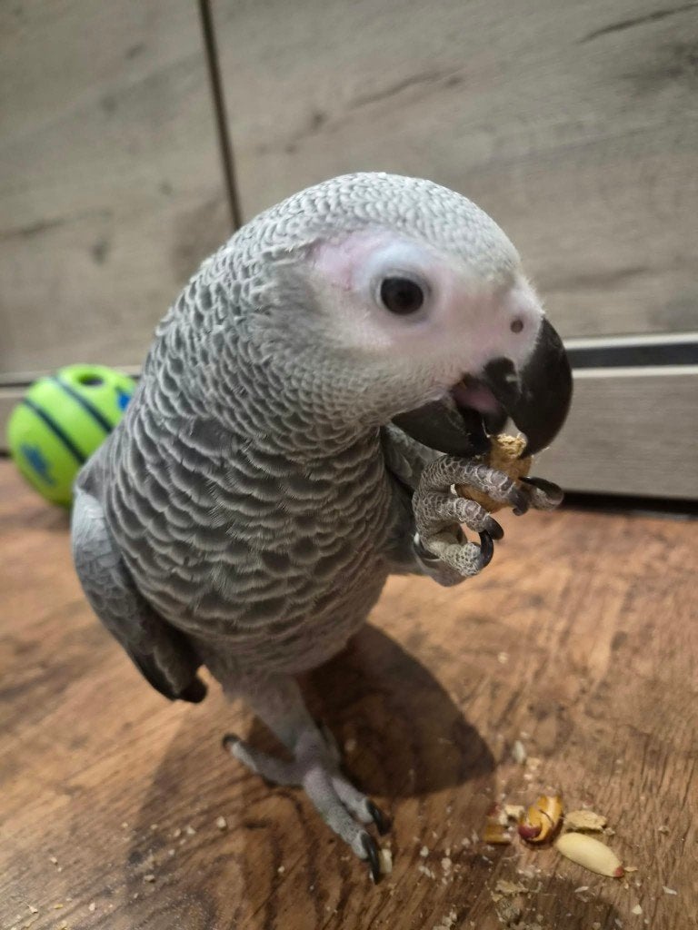 Grijze roodstaart papegaai, Dieren en Toebehoren, Mannelijk, Papegaai, Pratend