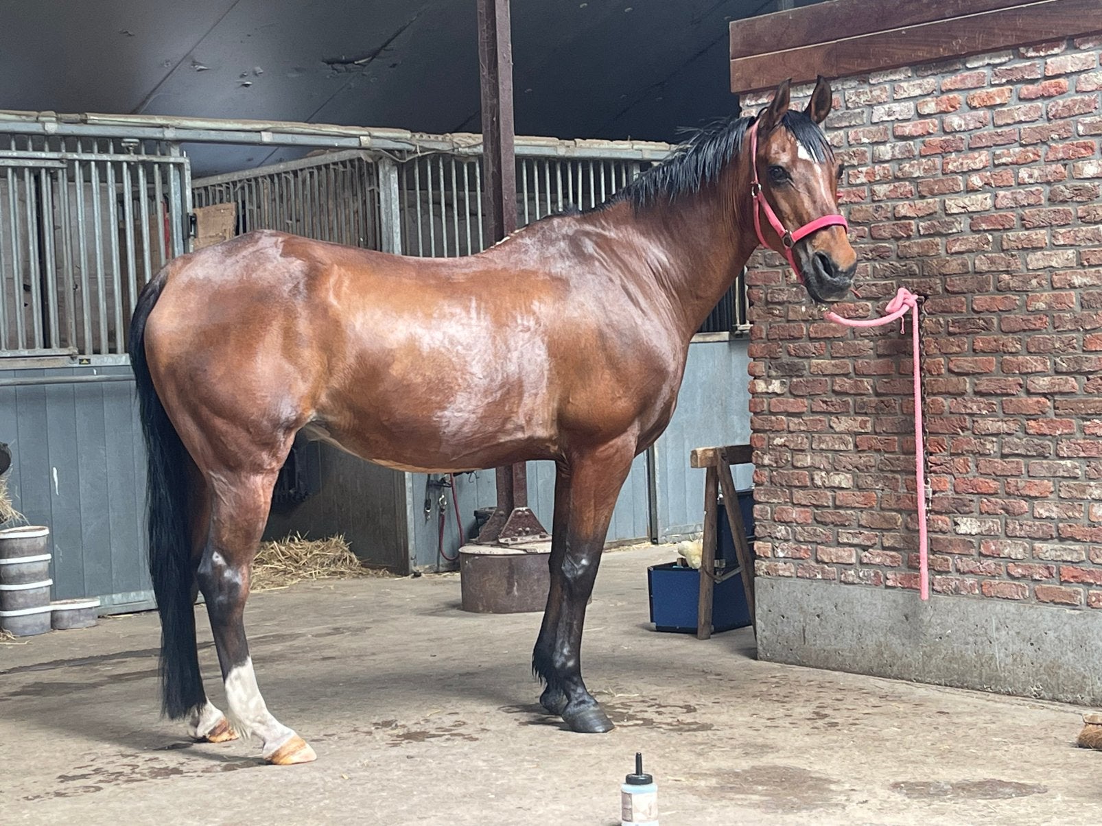 met veel pijn in het hart ,te koop super lieve,knappe D pony, Dieren en Toebehoren, Paarden, Minder dan 160 cm, Ruin, 11 jaar of ouder