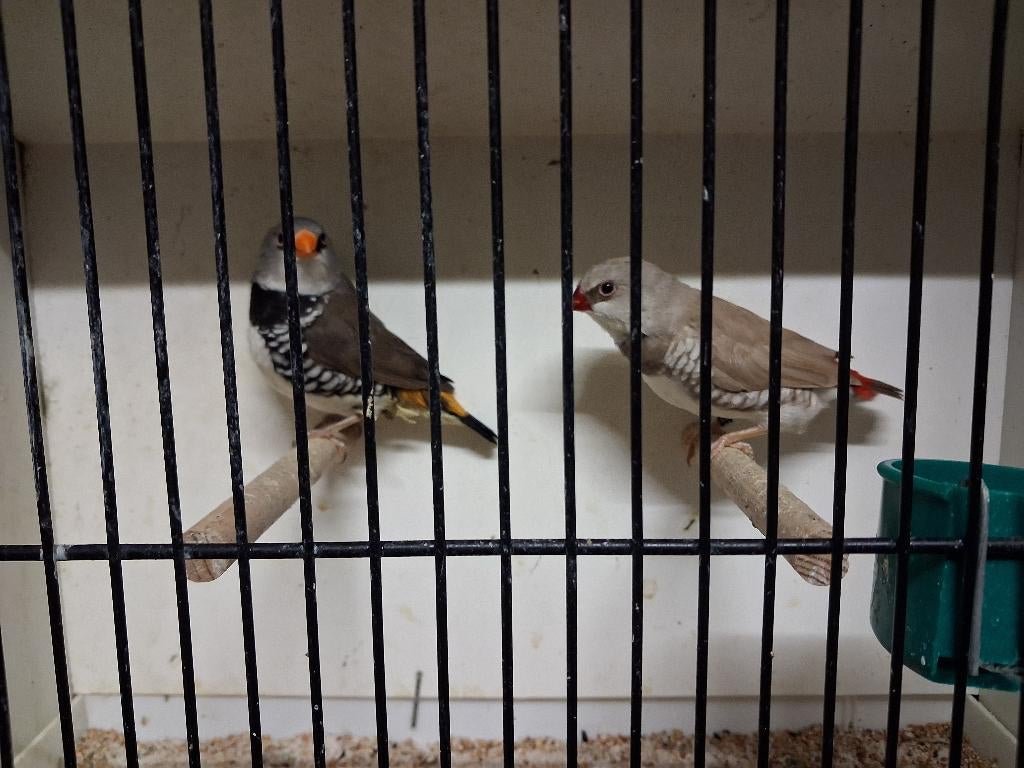Diamantvink poppen, Dieren en Toebehoren, Vrouwelijk, Tropenvogel, Geringd